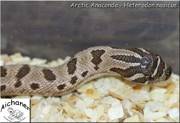 Arctic Anaconda - Heterodon nasicus