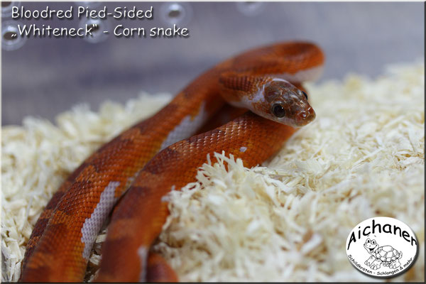 Bloodred Pied-Sided "Whiteneck" - Corn snake