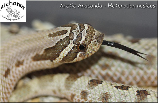 Arctic Anaconda - Heterodon nasicus 