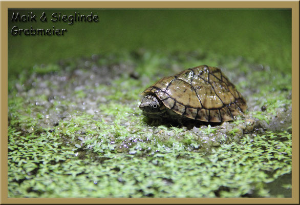 Nackenstreifen-Moschusschildkröte "Sternotherus minor peltifer"