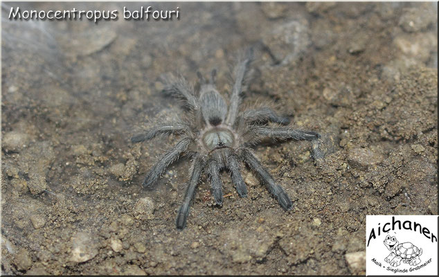 Blaue Jemen-Vogelspinne "Monocentropus balfouri"