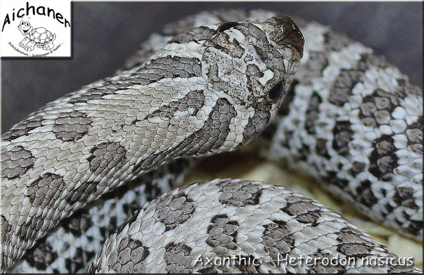 Axanthic - Heterodon nasicus