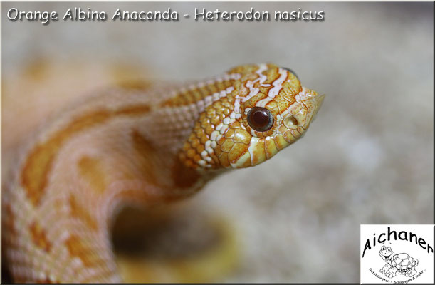 Anaconda Orange Albino - Heterodon nasicus 