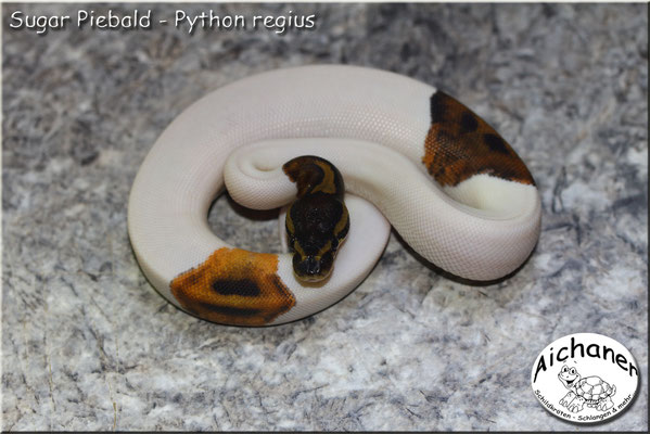 Sugar Piebald - Python regius