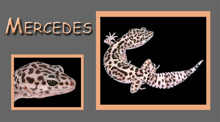 Leopardgecko "Eublepharis macularius"