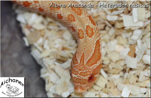 Anaconda Albino - Heterodon nasicus