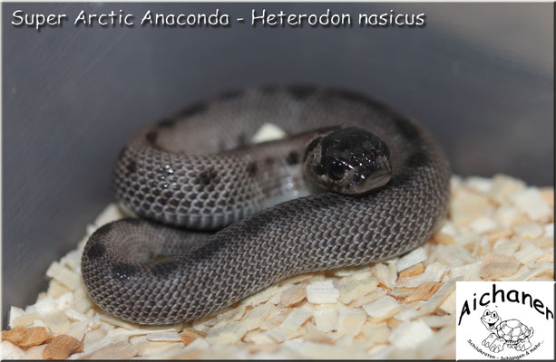 Super Arctic Anaconda - Heterodon nasicus