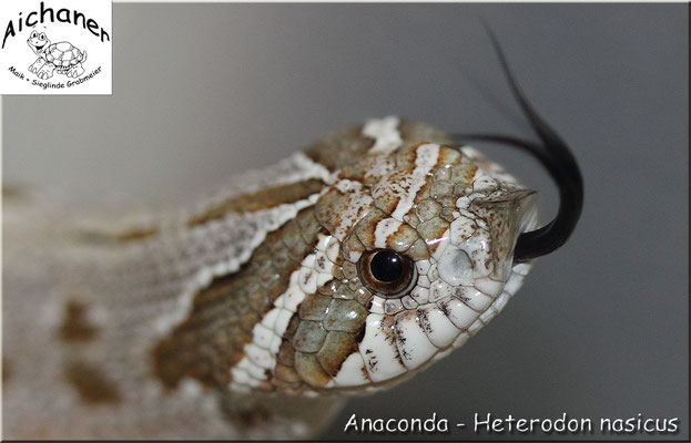 Anaconda - Heterodon nasicus NZ 2019