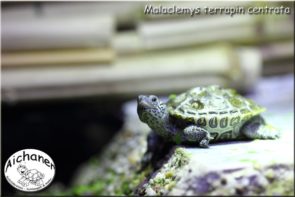 Diamantschildkröte "Malaclemys terrapin centrata"   Jährige Nachzuchten