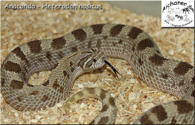 Anaconda - Heterodon nasicus