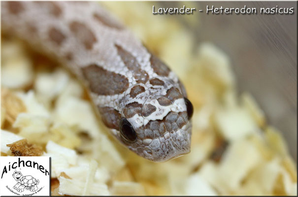 Lavender - Heterodon nasicus