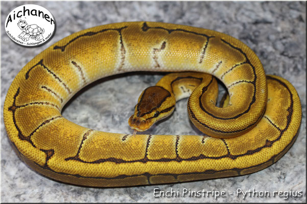 Enchi Pinstripe - Python regius