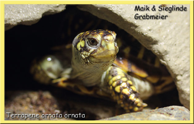 Schmuck-Dosenschildkröte "Terrapene ornata ornata"
