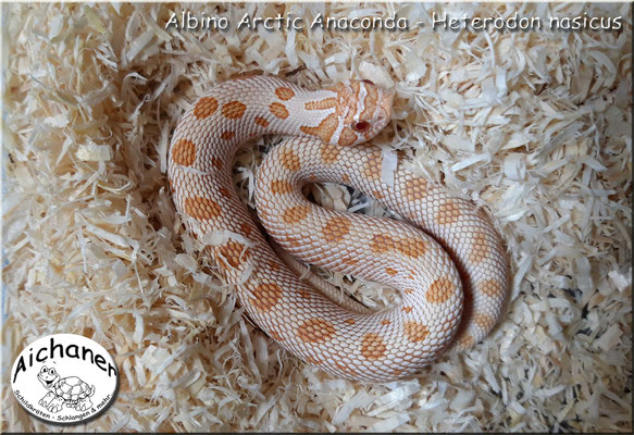 Arctic Anaconda Albino - Heterodon nasicus