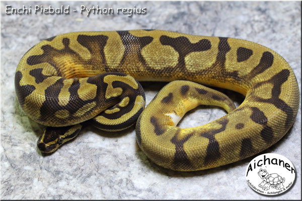 Enchi Piebald - Python regius