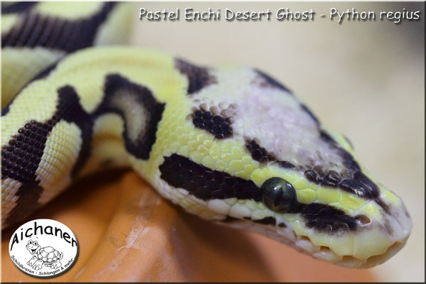 Pastel Enchi Desert Ghost - Python regius