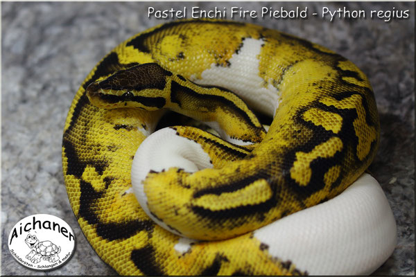 Pastel Enchi Fire Piebald - Python regius