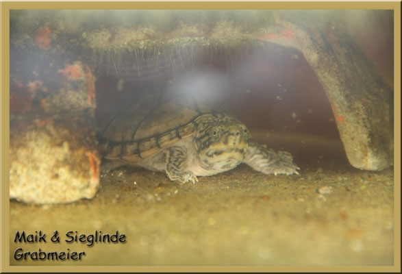 Nackenstreifen-Moschusschildkröte "Sternotherus minor peltifer"