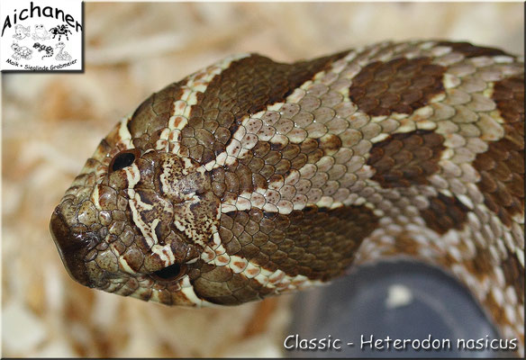 Classic - Heterodon nasicus