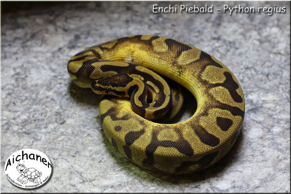 Enchi Piebald - Python regius