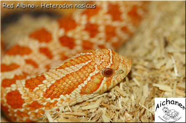 Red Albino - Heterodon nasicus