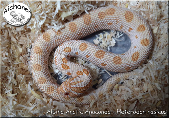 Arctic Anaconda Albino - Heterodon nasicus