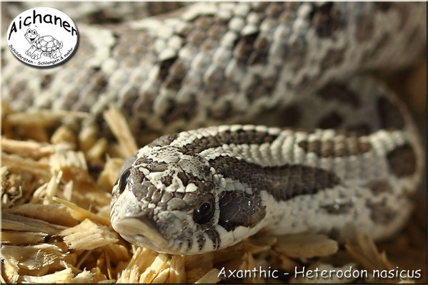 Axanthic - Heterodon nasicus