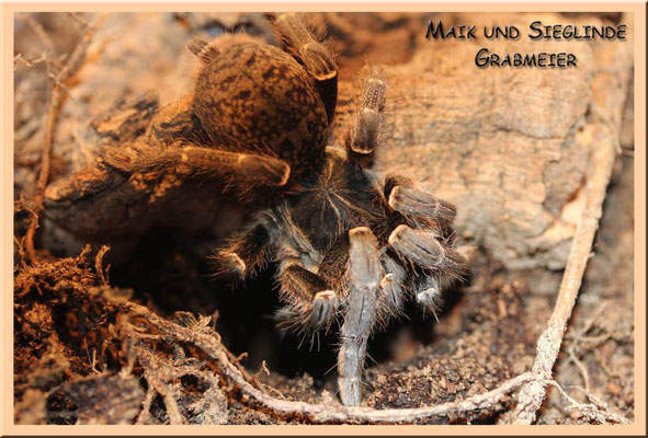 Pterinochilus chordatus