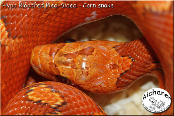 Hypo Bloodred Pied-Sided - Corn snake