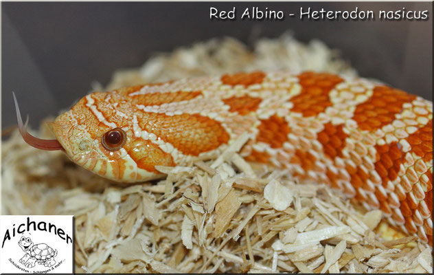 Red Albino - Heterodon nasicus