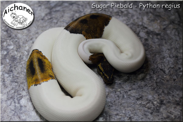 Sugar Piebald - Python regius