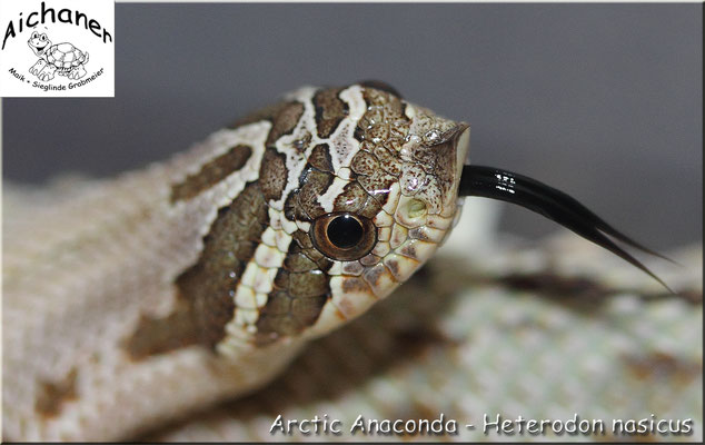 Arctic Anaconda - Heterodon nasicus 