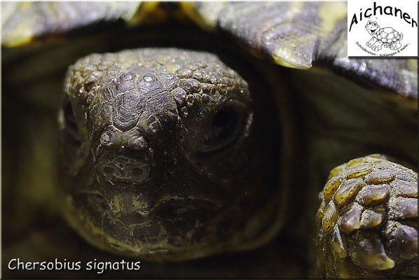 Gesägte Flachschildkröte "Chersobius signatus" - Weibchen