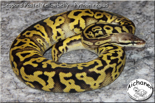 Leopard Pastel Yellowbelly - Python regius