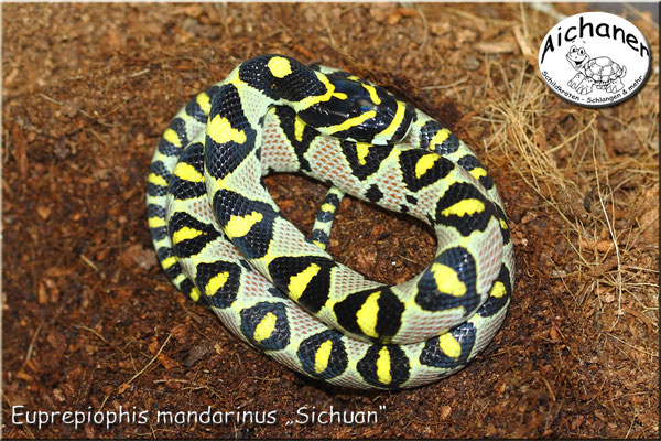 Mandarinnatter "Euprepiophis mandarinus" - Sichuan