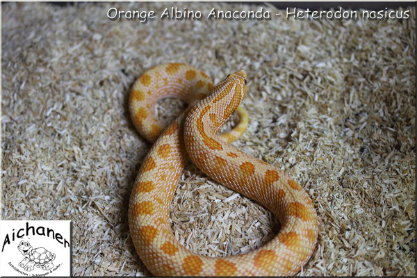 Anaconda Orange Albino - Heterodon nasicus 