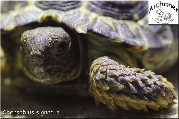 Gesägte Flachschildkröte "Chersobius signatus" - Weibchen