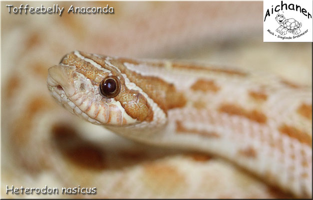 Anaconda Toffeebelly - Heterodon nasicus
