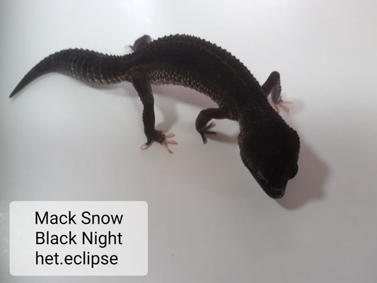 Mack Snow Black Night het.eclipse - Eublepharis macularius
