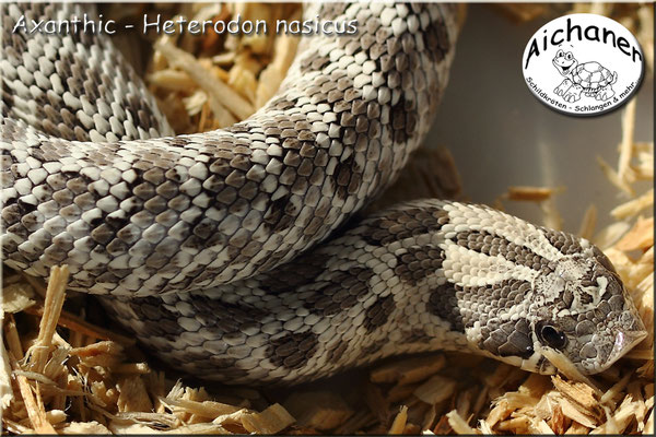 Axanthic - Heterodon nasicus