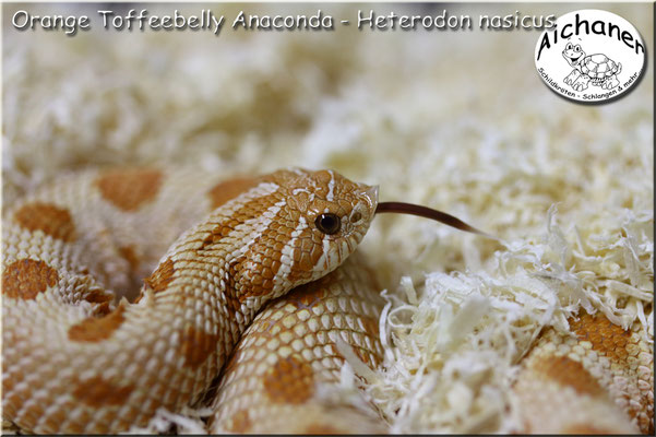 Anaconda Orange Toffeebelly - Heterodon nasicus