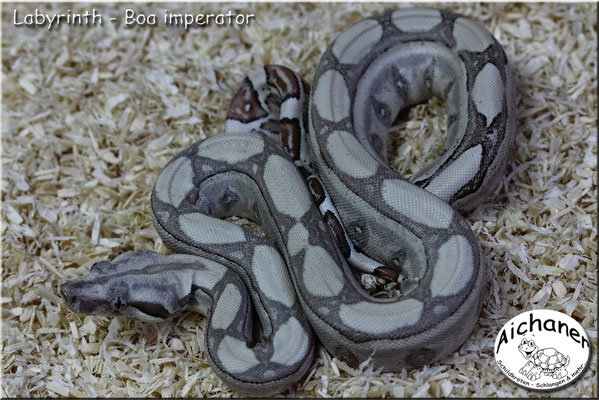 Labyrinth - Boa imperator