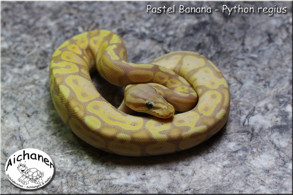 Pastel Banana Calico - Python regius 