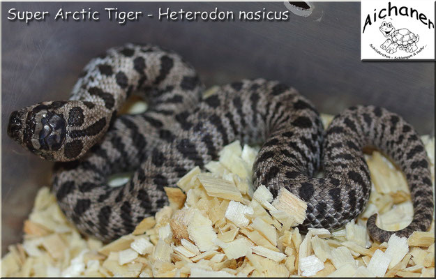 Super Arctic Tiger - Heterodon nasicus