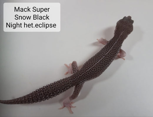 Mack Super Snow Black Night het.eclipse - Eublepharis macularius
