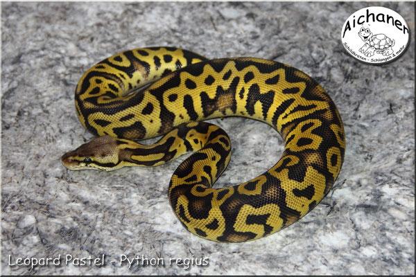 Leopard Pastel - Python regius