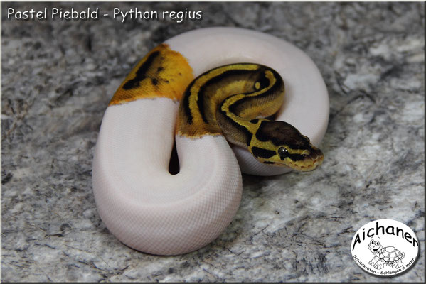 Pastel Piebald - Python regius
