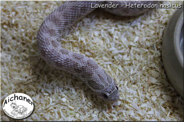 Lavender - Heterodon nasicus