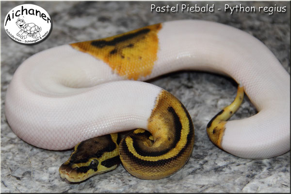 Pastel Piebald - Python regius