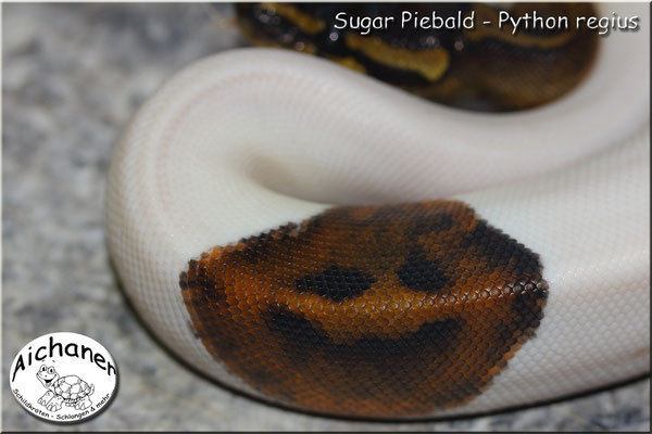 Sugar Piebald - Python regius